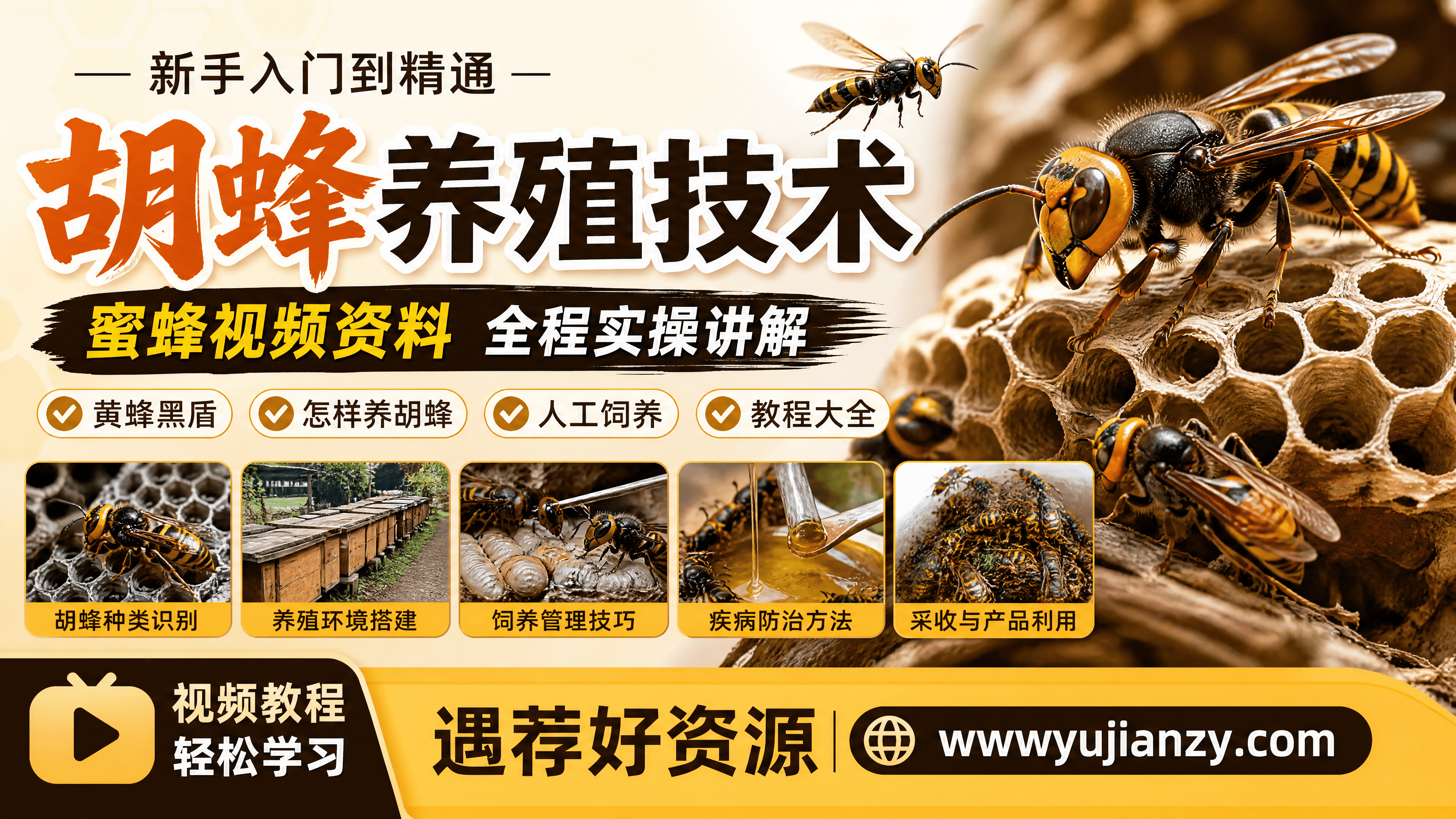胡蜂养殖技术视频资料大全 黄蜂黑盾人工饲养教程